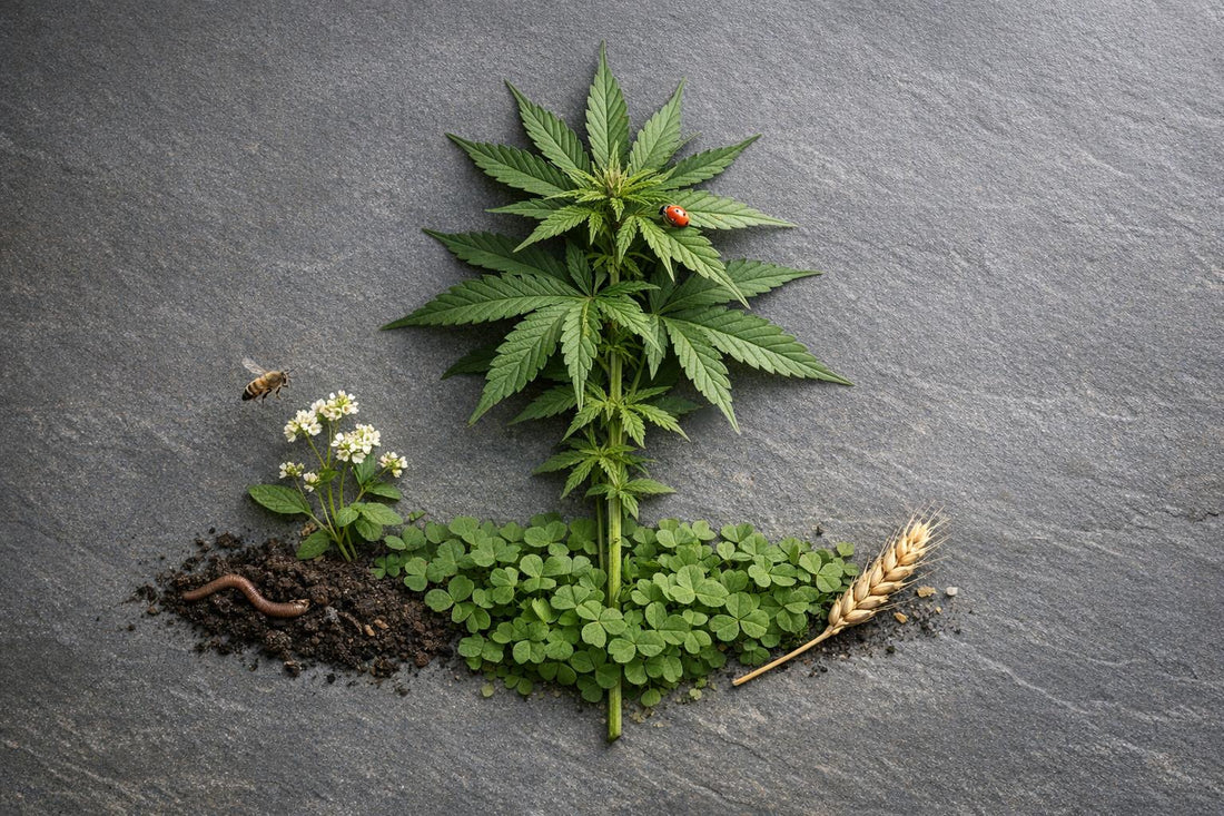 Chanvre: 5 pratiques pour protéger la biodiversité