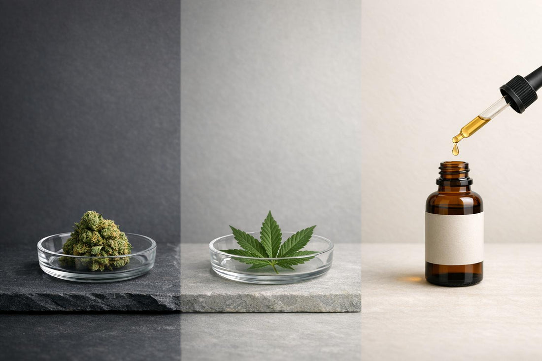 CBD et THC : le cannabidiol peut-il accompagner une transition progressive ?