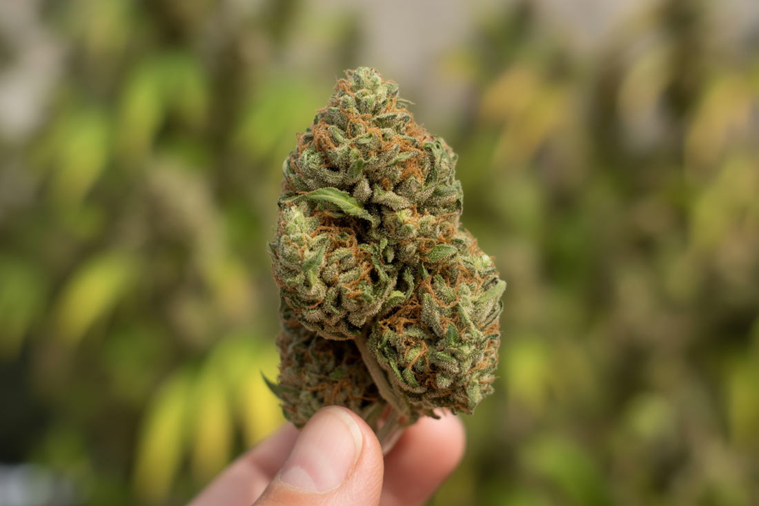 Dosage CBD : Comment Trouver la Bonne Quantité