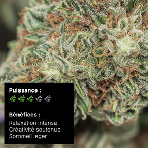 Fleur CBD – Lifter US Hydroponie 20% - 10G - Hempyria - CBD de qualité premium