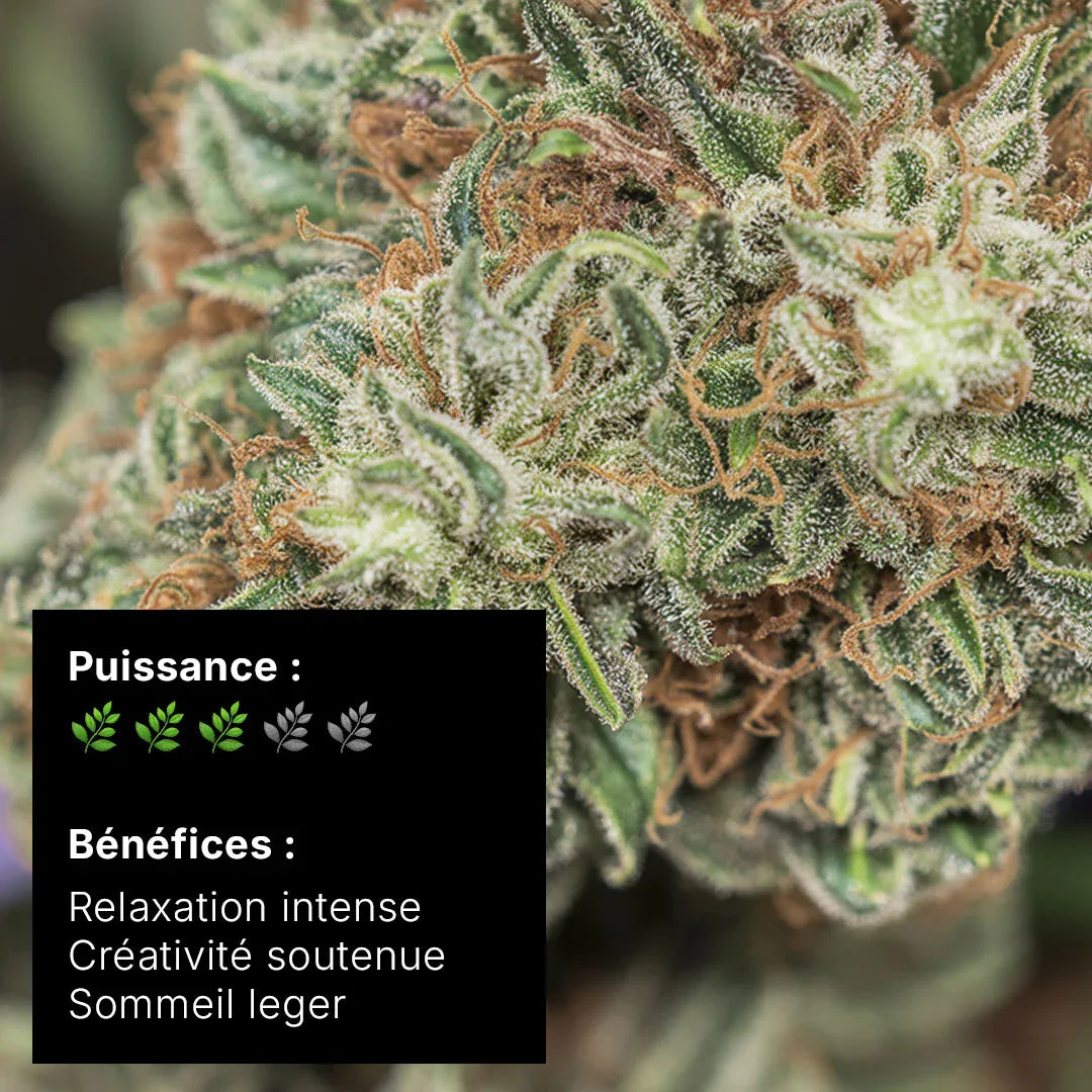 Fleur CBD – Lifter US Hydroponie 20% - 10G - Hempyria - CBD de qualité premium