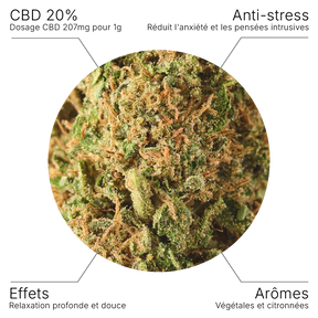 Fleur CBD – Lifter US Hydroponie 20% - 10G - Hempyria - CBD de qualité premium