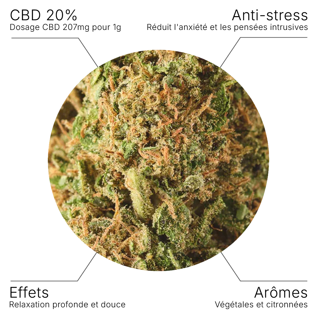 Fleur CBD – Lifter US Hydroponie 20% - 10G - Hempyria - CBD de qualité premium