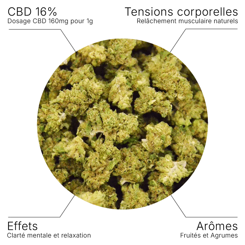 Fleur CBD – White Widow - Small buds 16% - 10G - Hempyria - CBD de qualité premium