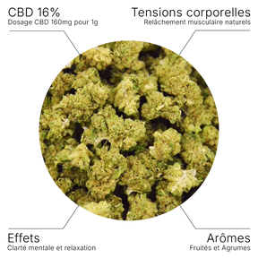 Fleur CBD – White Widow - Small buds 16% - 10G - Hempyria - CBD de qualité premium