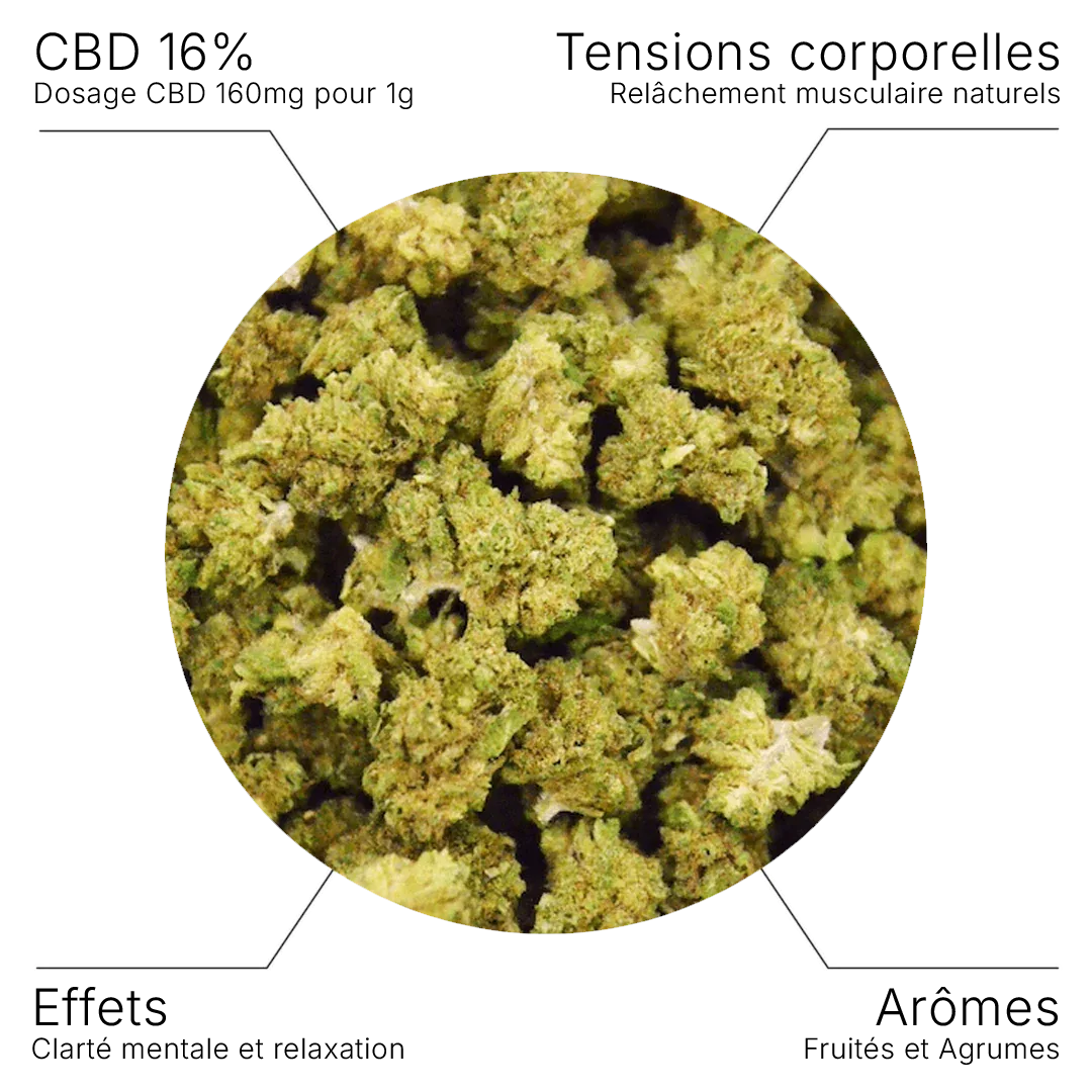 Fleur CBD – White Widow - Small buds 16% - 10G - Hempyria - CBD de qualité premium